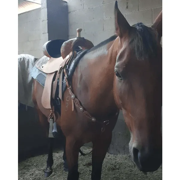 6212 PROVEN LIBERTY BARREL SADDLE